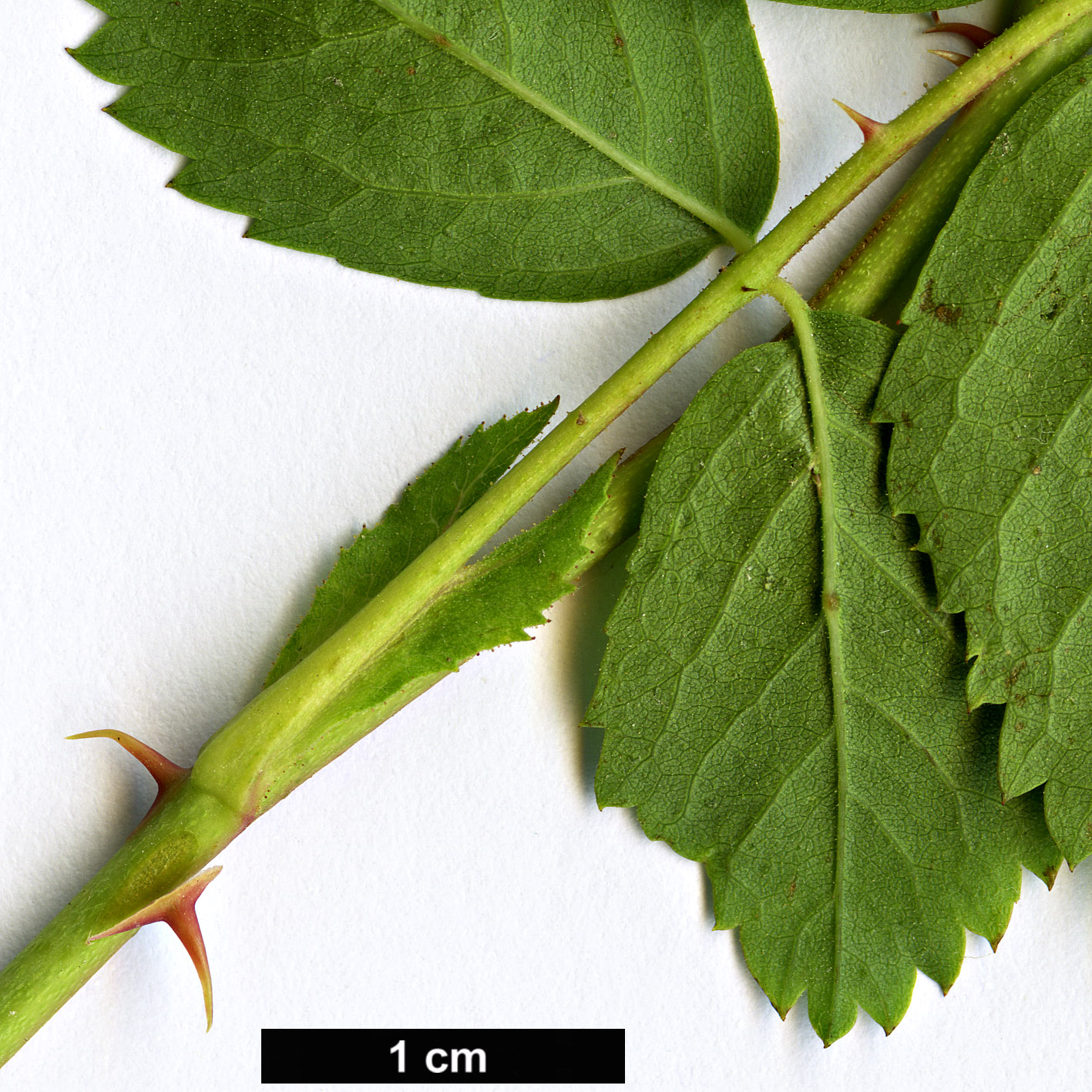 High resolution image: Family: Rosaceae - Genus: Rosa - Taxon: woodsii